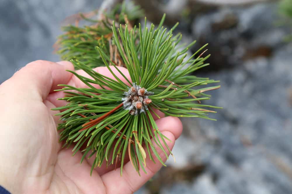 22 Impressive Pine Needle Uses You d Never Have Thought Of 2022 