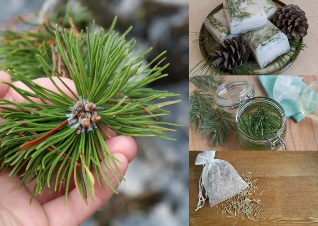 1 Quart Bag - Natural HEMLOCK PINE CONES mini pinecones Crafts, Christmas,  Decor
