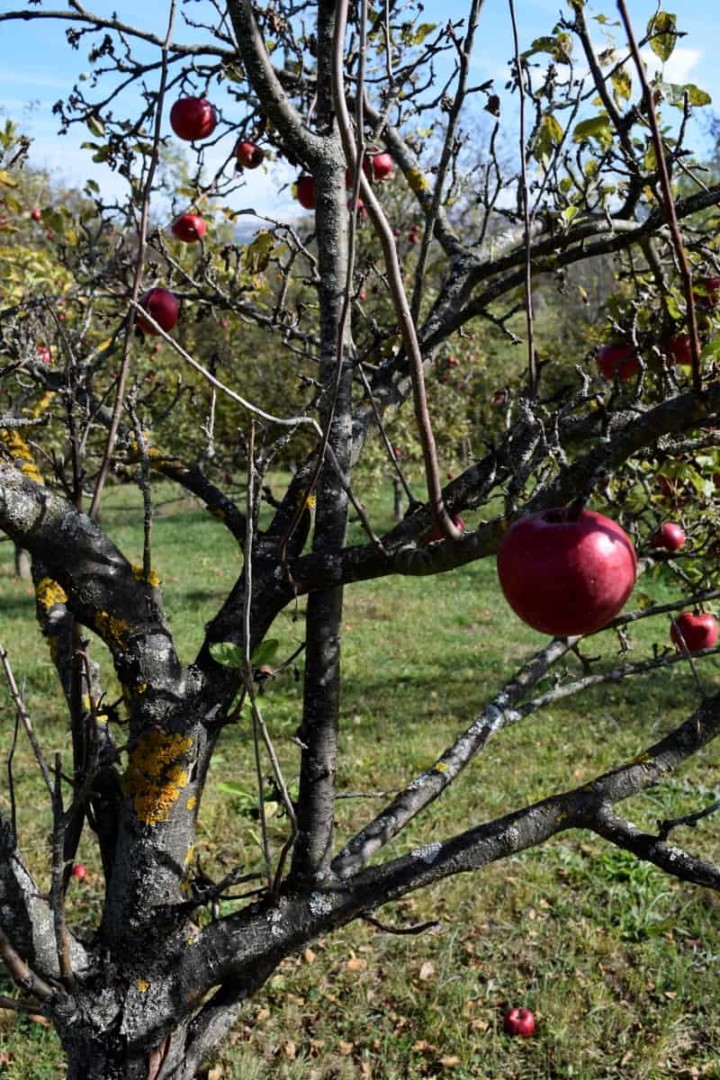 How To Prune Apple and Pear Trees In Winter For Higher Yields