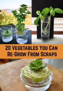 20 Vegetables You Can Re-Grow From Scraps