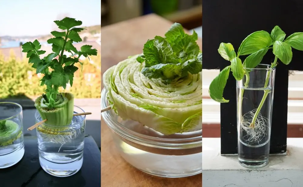 20 Best Vegetables for Container Gardening - Growing In The Garden