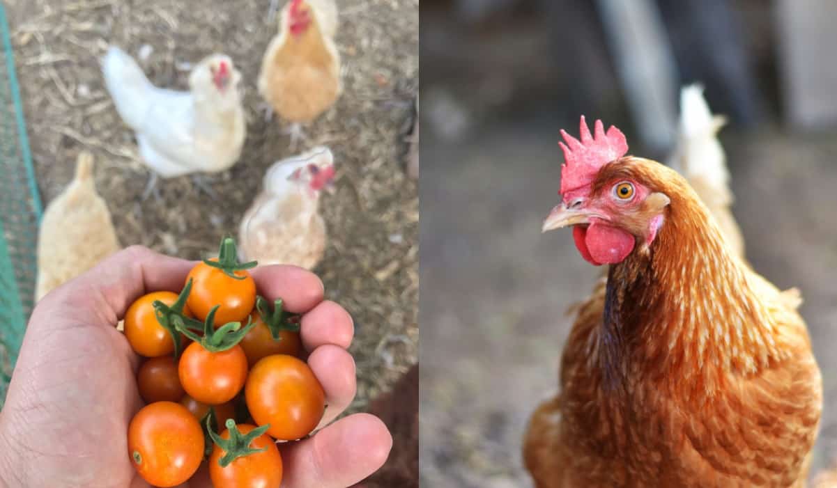 is-raising-chickens-worth-it