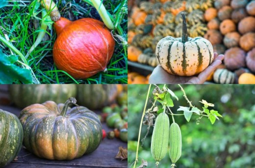 25 Exciting Types of Squash To Grow & Eat