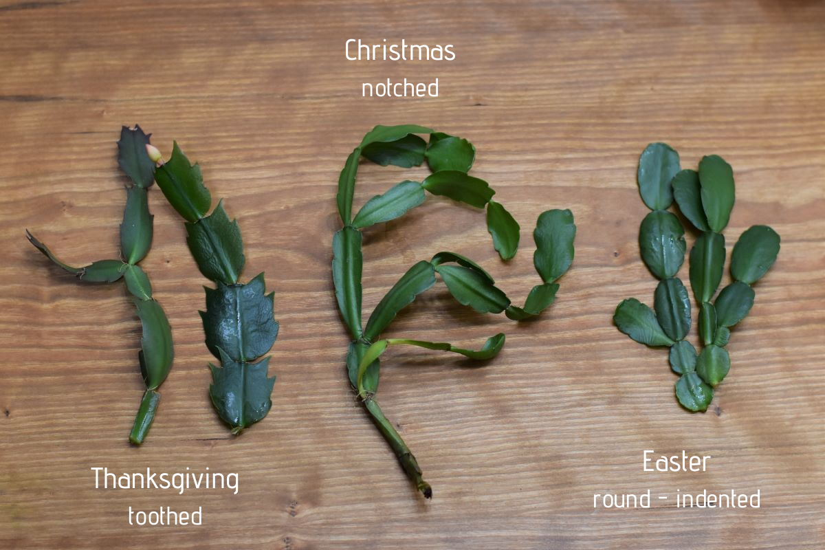 Caring For Easter Cactus – Christmas Cactus’s More Stunning Cousin ...
