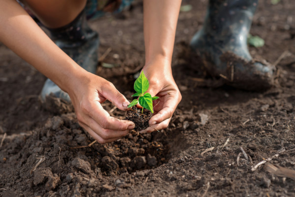 7 Reasons To Use Bone Meal Fertilizer In The Garden