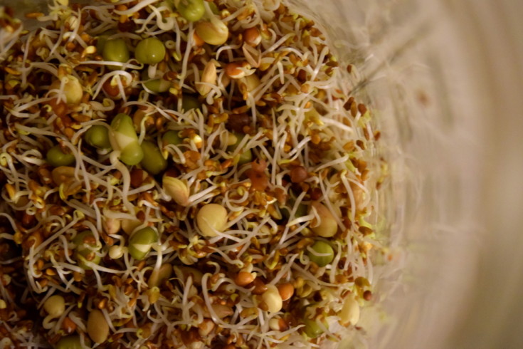 Quick And Easy Sprouting Guide: How To Sprout Vegetable Seeds