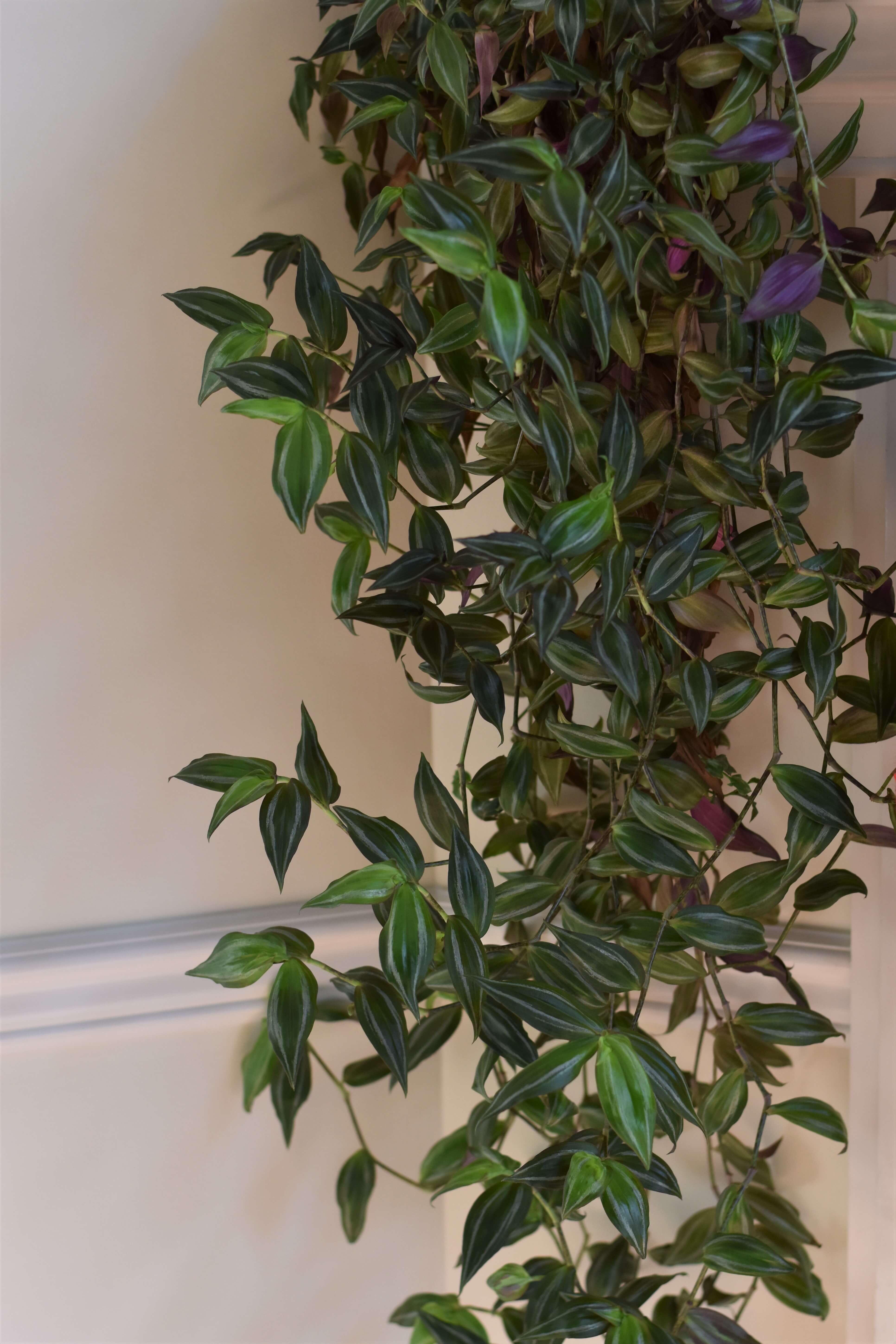 7 cosas que todos los que tienen Tradescantia (Wandering Dude) deberían ...