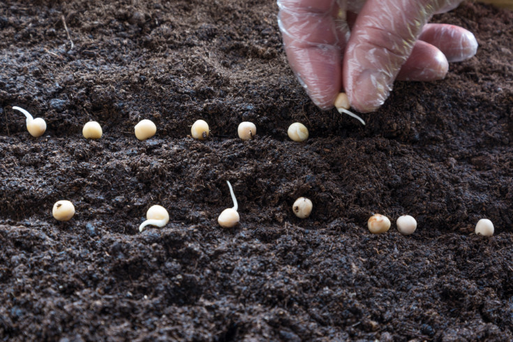 15 Vegetable Seeds to Sow In January Or February