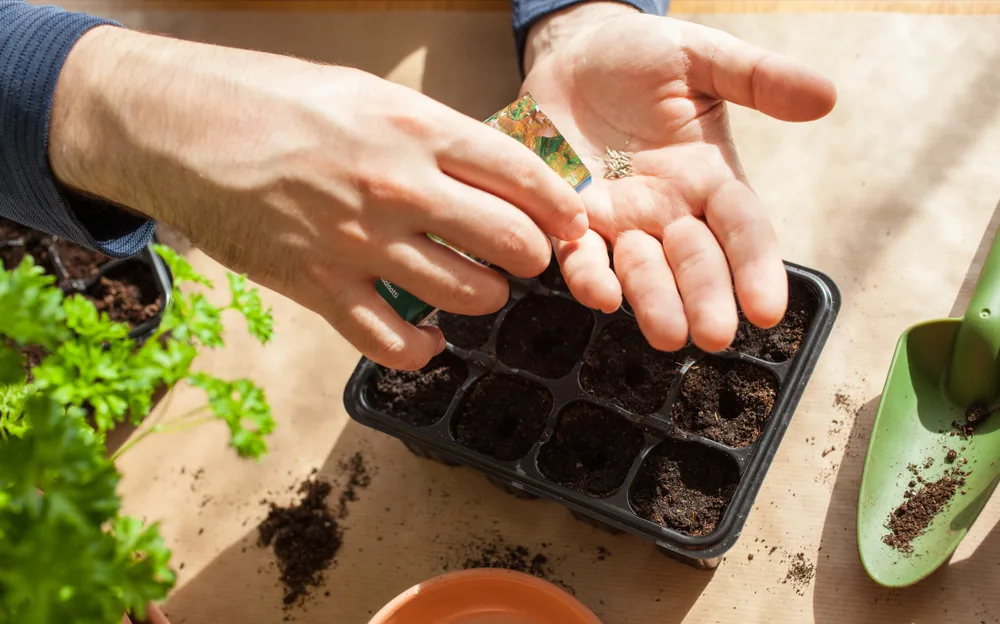 Sowing seeds indoors