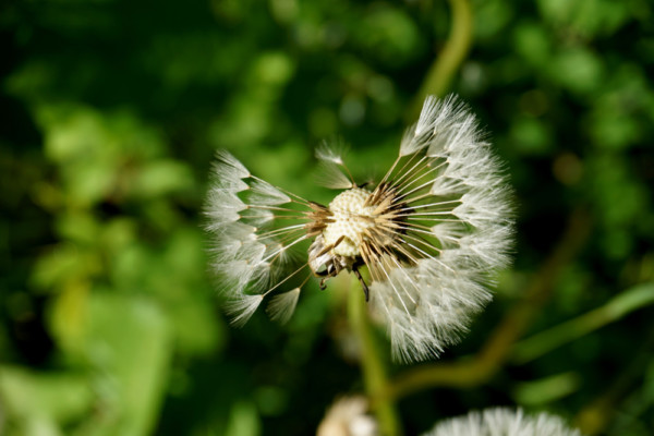 Annuals, Biennials and Perennials - 3 Plant Types You Need To Know