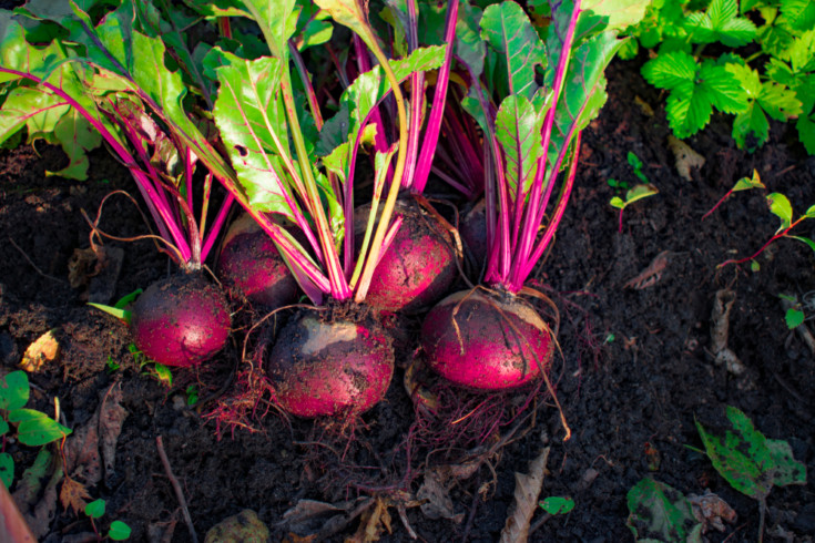 17 Easiest Fruits & Vegetables ANY Gardener Can Grow