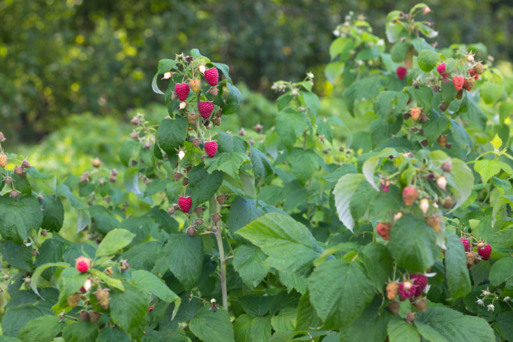 How To Prune Raspberries For A Bumper Harvest Year After Year