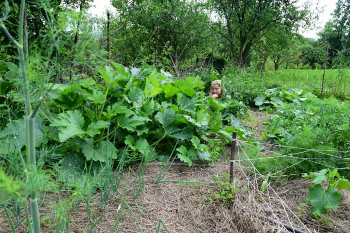 6 Reasons To Start A No Dig Garden + How To Get Started