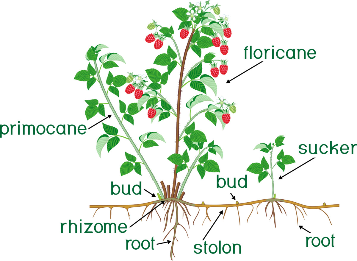 Строение кустарника малины
