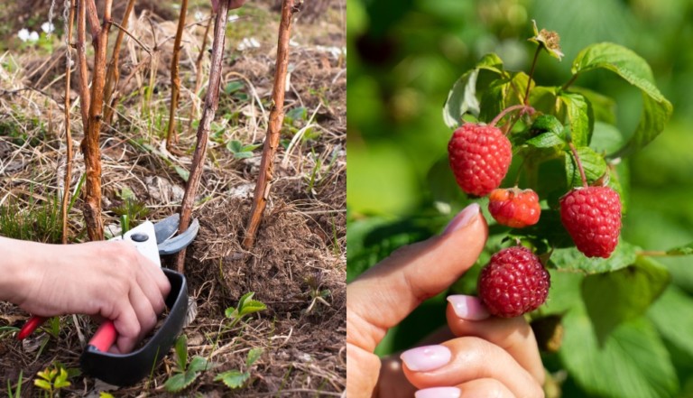 How To Prune Raspberries For A Bumper Harvest Year After Year