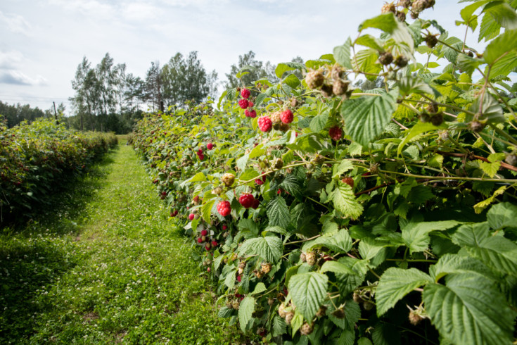 How To Prune Raspberries For A Bumper Harvest Year After Year