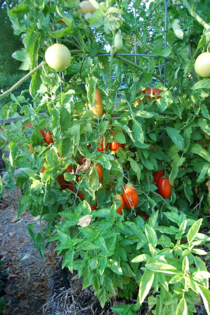 Straw Bale Gardening: A Genius & Easy Way To Grow Food