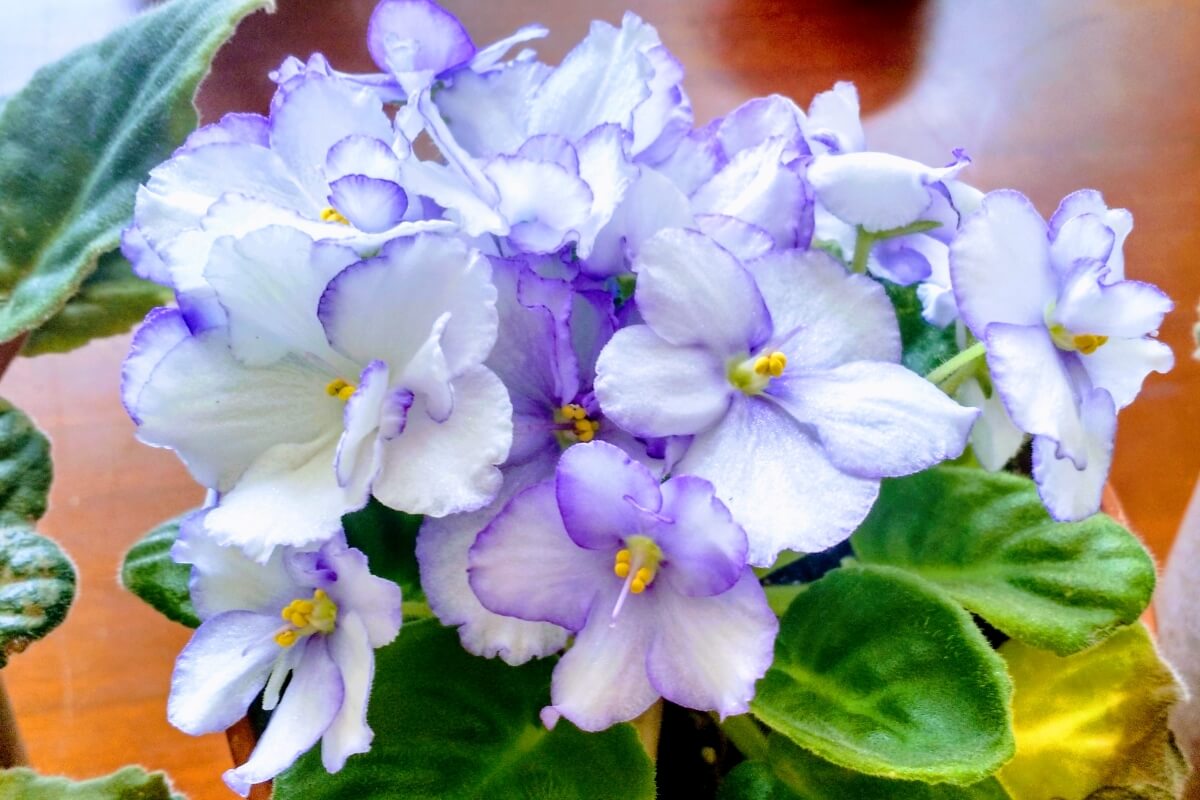 African Violets: How To Care, Get More Blooms & Propagate