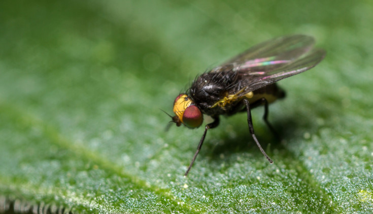 20 Common Tomato Pests and How To Deal With Them