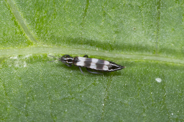 20 Common Tomato Pests And How To Deal With Them