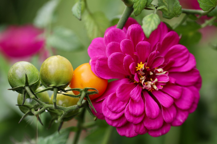 35 Companion Plants To Grow With Your Tomatoes   Tomato Amethyst Zinnia Companion Plant 720x480 