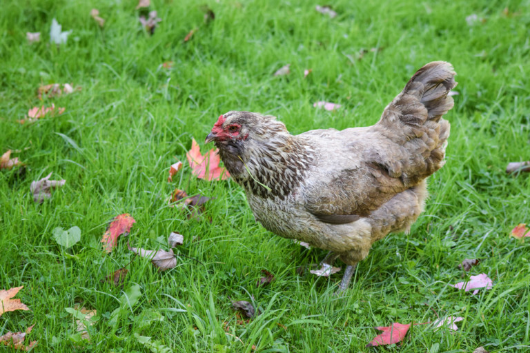 10 Most Productive Egg Laying Chickens 300+ Eggs Per Year