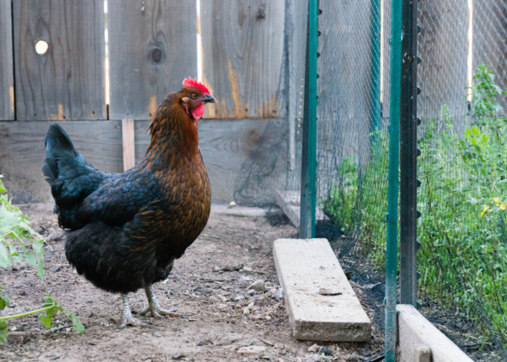 10 Most Productive Egg Laying Chickens 300 Eggs Per Year