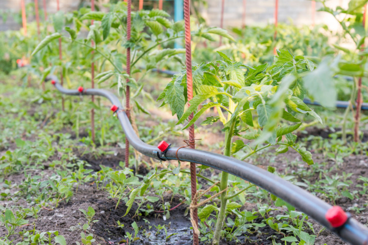 12 Tools Every Tomato Grower Needs