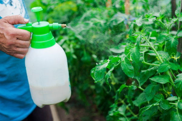 12 Tools Every Tomato Grower Needs