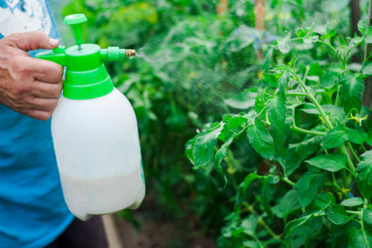 12 Tools Every Tomato Grower Needs