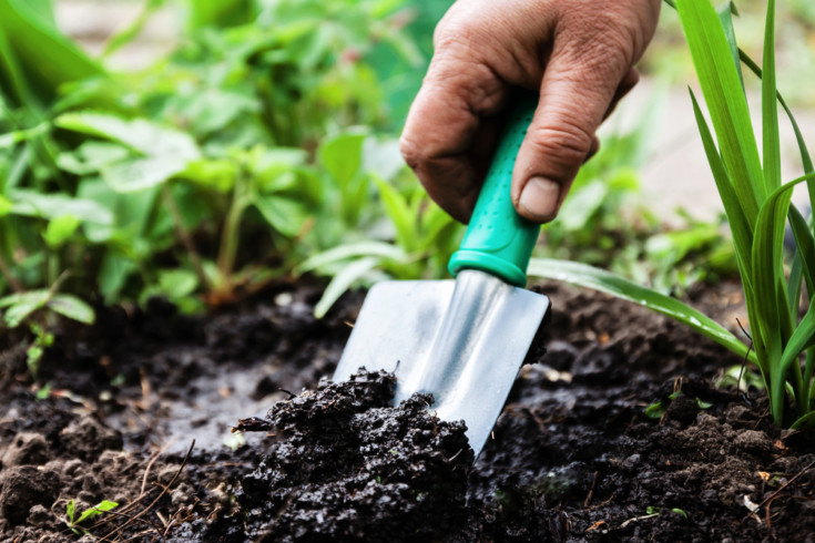 12 Tools Every Tomato Grower Needs