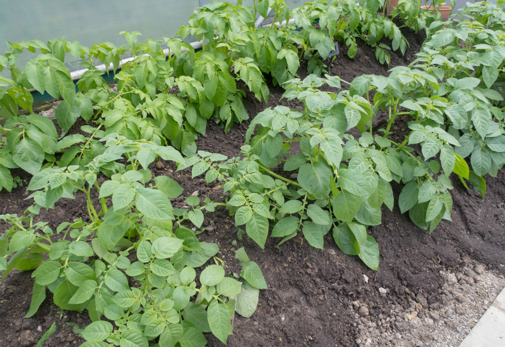 13 Vegetables That Grow in the Shade