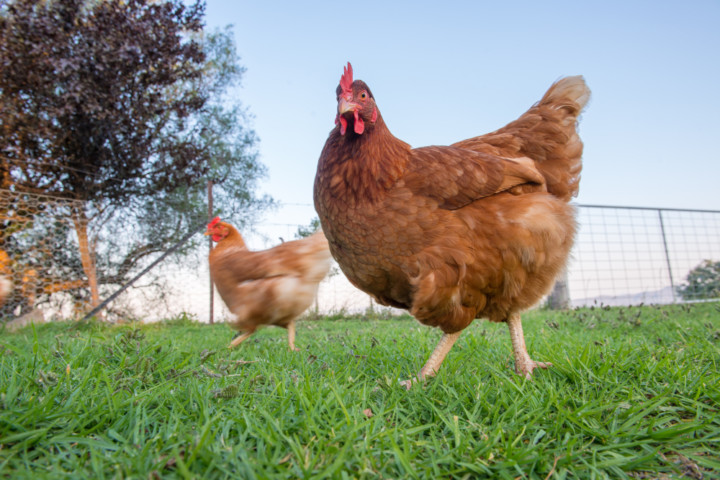 egg laying stuffed chicken