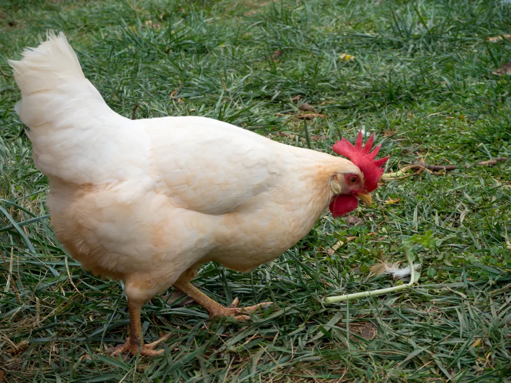 Meet the Sturdy Layers: Top 10 Chickens for Consistently Large Eggs 