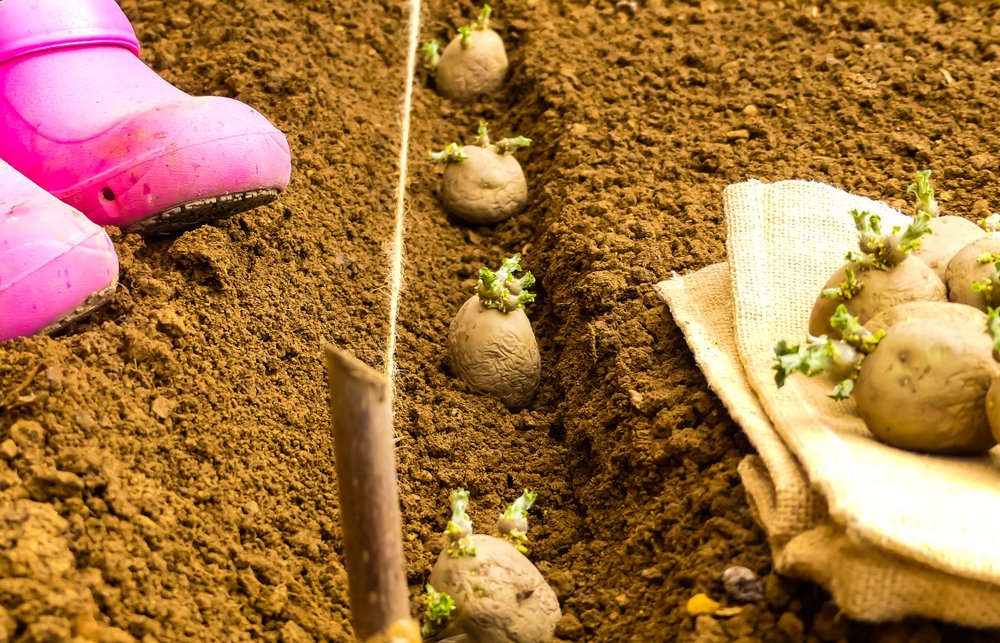 How To Chit Seed Potatoes Planting Growing Tips