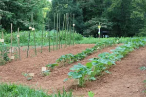 Las Vegas Summer Vegetable Garden - How to Grow Food in Extreme