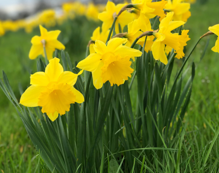 10 Reasons To Plant Daffodils This Fall