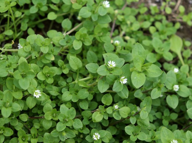 25 Edible Wild Plants To Forage For In Early Spring