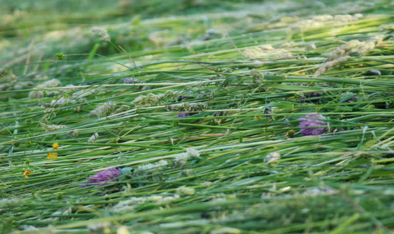 How To Turn Your Lawn Into A Wildflower Meadow And Why You Should