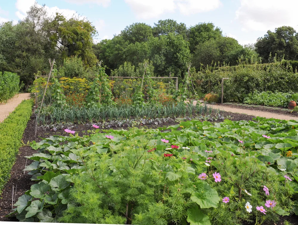 My Wildlife Allotment: Sowing my annual flower patch