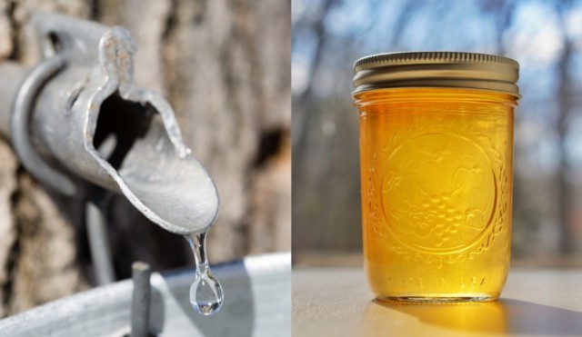 How To Make Maple Syrup From Collecting Sap To Turning It Into Maple Syrup 2790