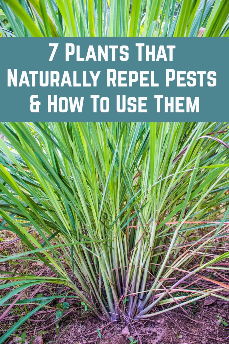 7 Plants That Naturally Repel Pests And How To Use Them