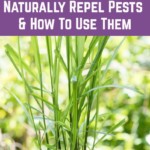 7 Plants That Naturally Repel Pests and How To Use Them