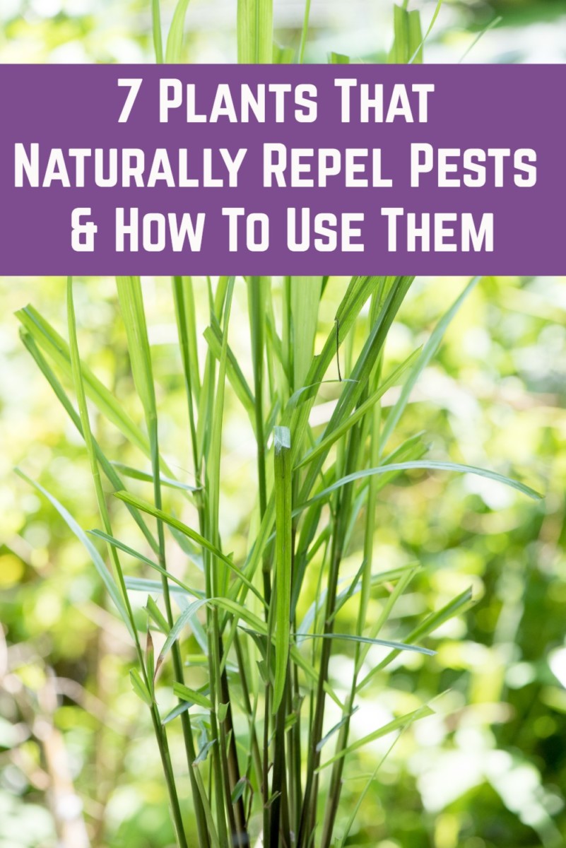 7 Plants That Naturally Repel Pests and How To Use Them