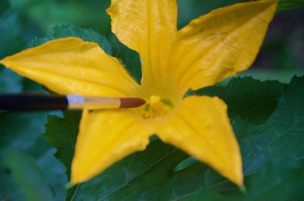 Paint brush being used to pollinate squash flower