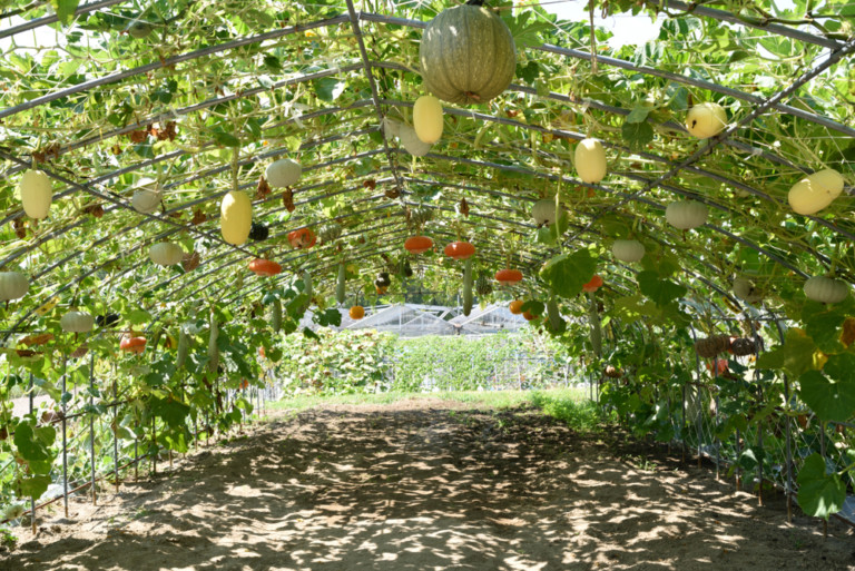 How To Trellis And Grow Squash Vertically For Higher Yields In Less Space