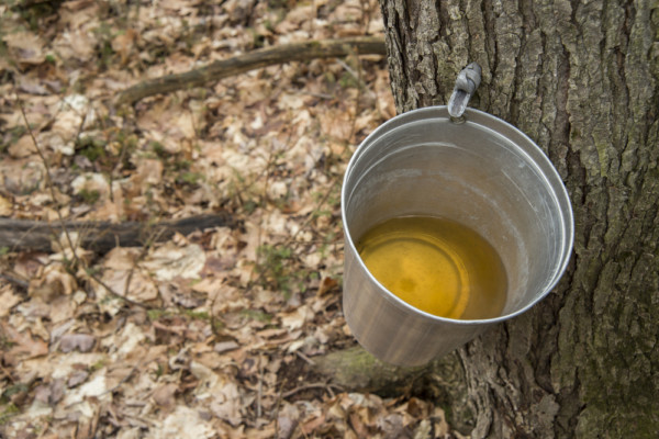 How To Make Maple Syrup: From Collecting Sap To Turning It Into Maple Syrup