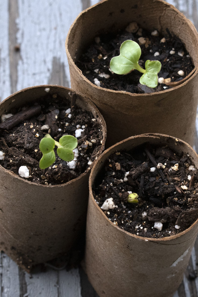 6 Biodegradable Seedling Pots You Already Have at Home (And 1 That ...