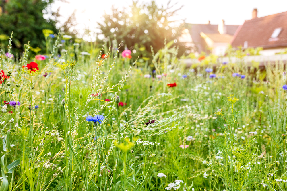 How to plant a wildflower meadow – YourGreen