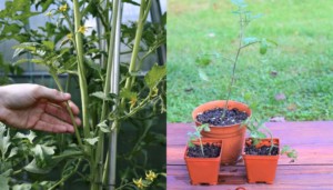 How To Clone Tomato Plants From Cuttings